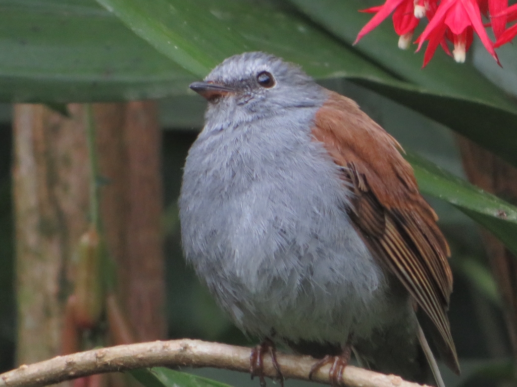 Andean Solitaire photo