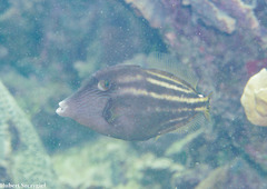 Cantherhines pullus image
