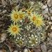 Missouri Foxtail Cactus - Photo (c) mattbuckingham, all rights reserved, uploaded by mattbuckingham