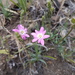 Leucheria glandulosa - Photo (c) Javier Conejeros Gastó, todos los derechos reservados, subido por Javier Conejeros Gastó