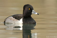 Ring-necked Duck - Photo (c) mattbuckingham, all rights reserved, uploaded by mattbuckingham