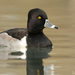 Ring-necked Duck - Photo (c) mattbuckingham, all rights reserved, uploaded by mattbuckingham
