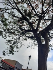 Delonix regia image