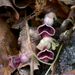 Aristolochia reticulata - Photo (c) Eric Hunt, όλα τα δικαιώματα διατηρούνται