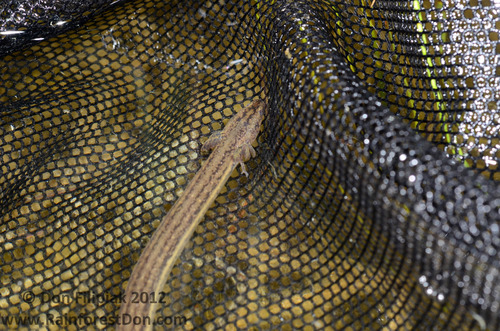 Southern Dwarf Siren