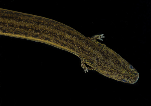 Southern Dwarf Siren