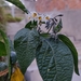 Solanum polytrichostylum - Photo (c) Angelita Yutronic Salinas, todos os direitos reservados, uploaded by Angelita Yutronic Salinas