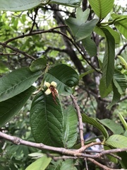 Psidium guajava image