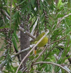 Setophaga petechia image