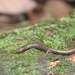 Collared Worm Salamander - Photo (c) Manuel Walter, all rights reserved, uploaded by Manuel Walter