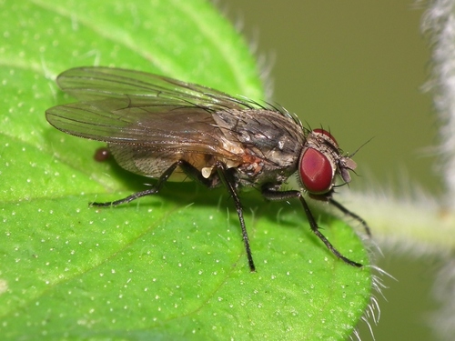 זבוב הבית הקטן (Lesser House Fly)