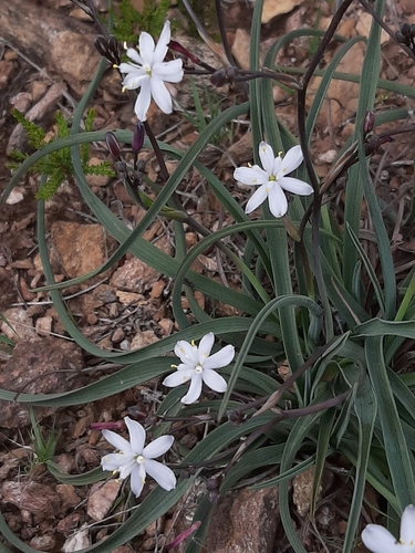 Kerry Lily