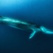 Fin Whale - Photo (c) Stas Zakharov, all rights reserved, uploaded by Stas Zakharov