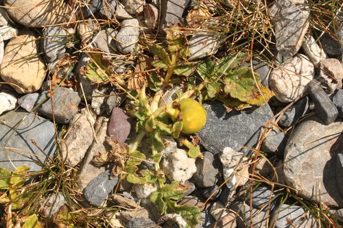 Solanum albicans