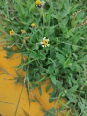 Tridax procumbens image