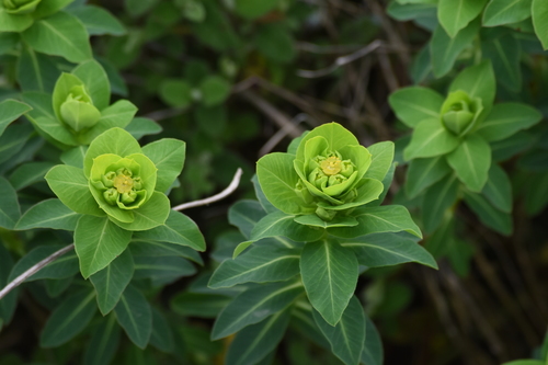 Euphorbia paniculata ssp. welwitschii
