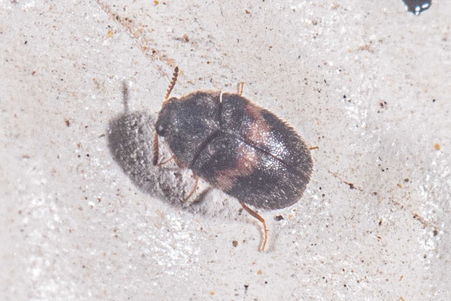 Trogoderma primum from 3325 Green Jay Road, Alamo, TX 78516, USA on ...