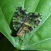Biolleyana pictifrons - Photo (c) Henry Fabian, todos los derechos reservados, subido por Henry Fabian