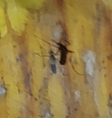 Aedes aegypti image