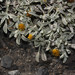 Senecio evacoides - Photo (c) Ruth Ripley, all rights reserved, uploaded by Ruth Ripley