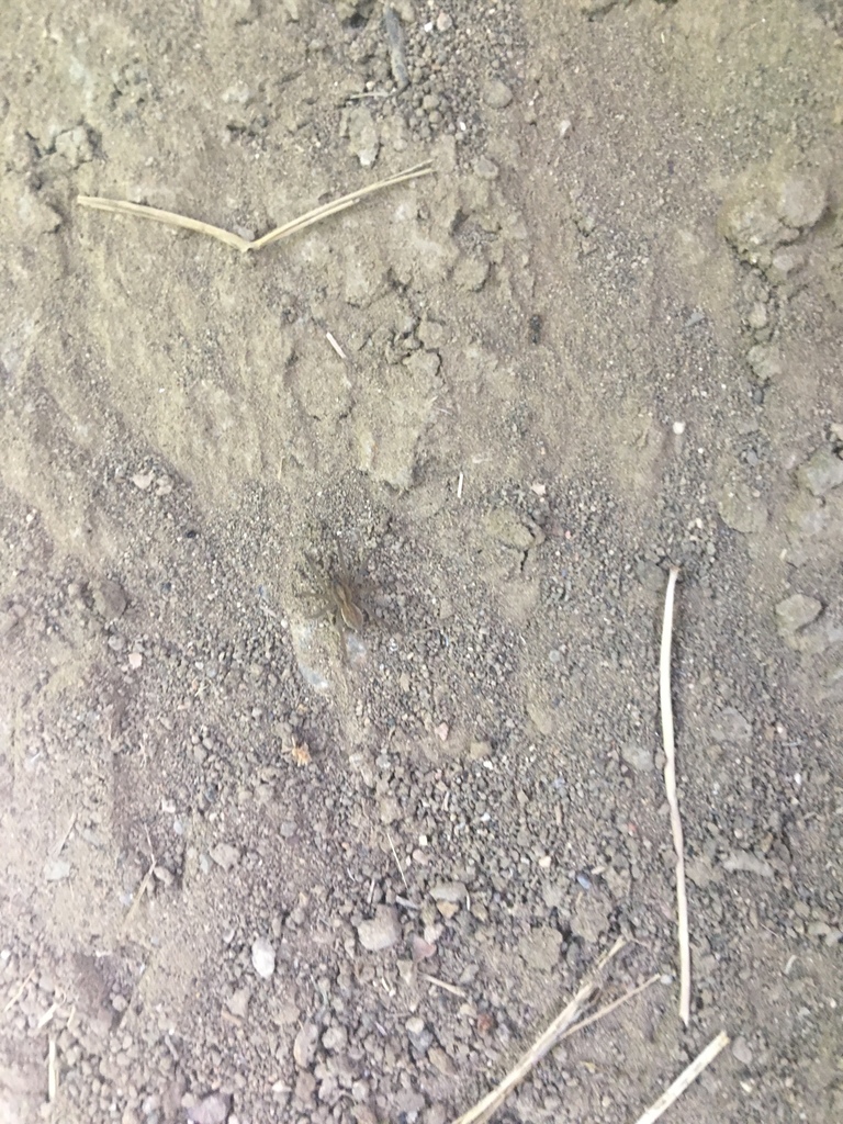 Wolf Spiders from Eisenhower Park, Denver, CO, US on June 09, 2018 at ...