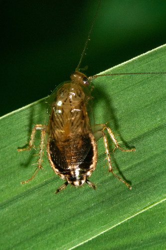 Cariblatta minima Hebard, 1916