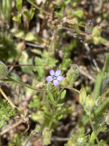 iNaturalist observation photo of purplespot gilia