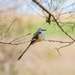 Scissor-tailed Flycatcher - Photo (c) Dan LaVorgna, all rights reserved, uploaded by Dan LaVorgna