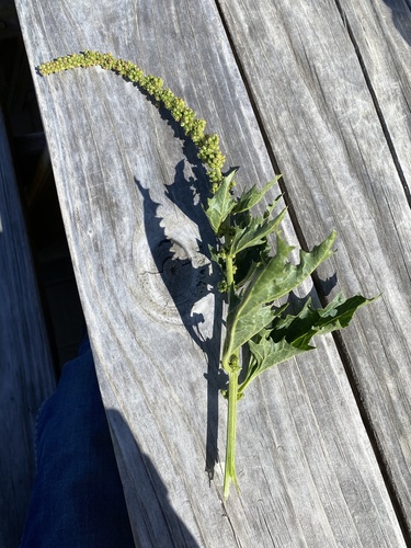 iNaturalist observation photo of California Goosefoot