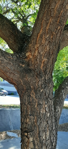 Neem
