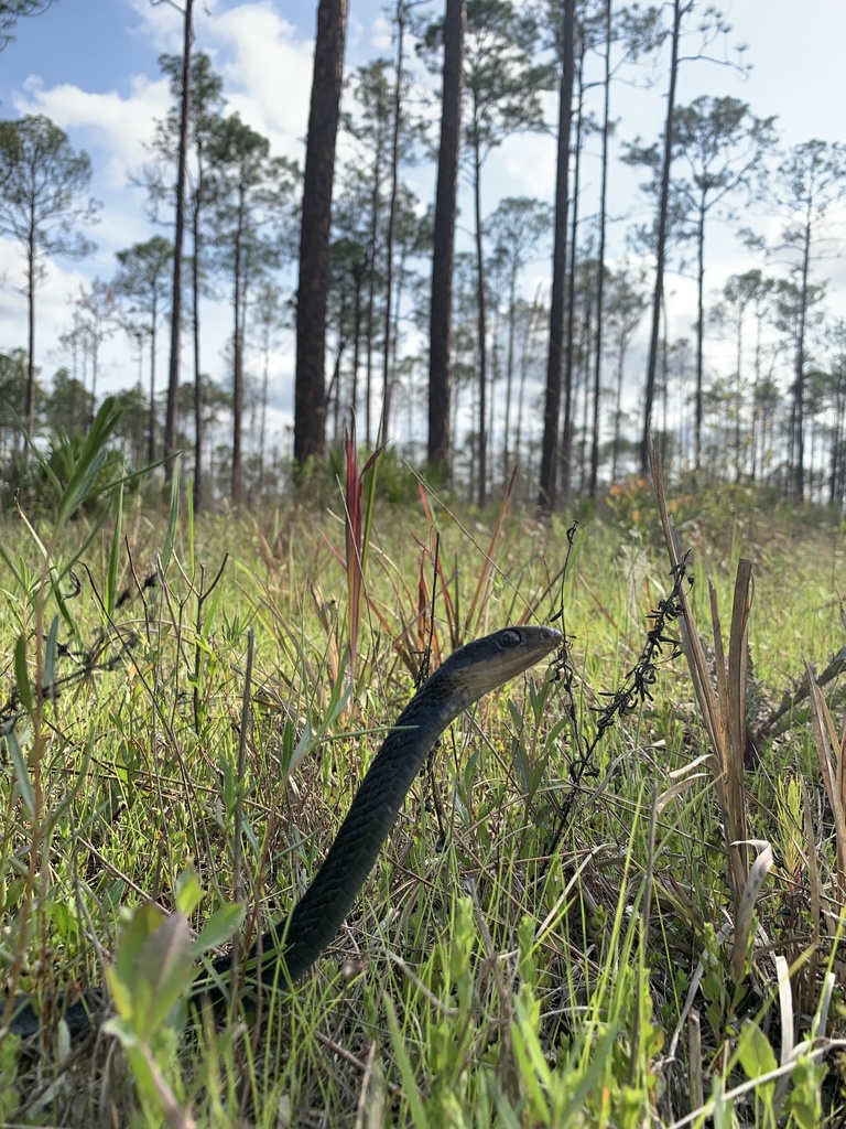 North American Racer in April 2022 by nball · iNaturalist