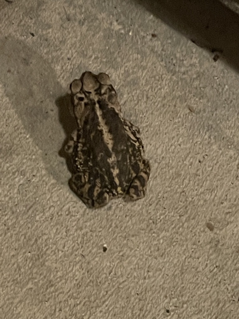 Gulf Coast Toad from LA, US on May 02, 2022 at 1018 PM by