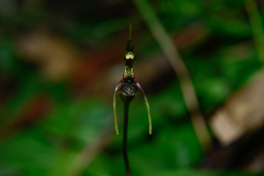 common wasp orchid in May 2022 by Archie Brennan · iNaturalist