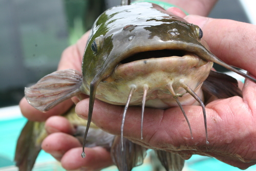 Brown Bullhead