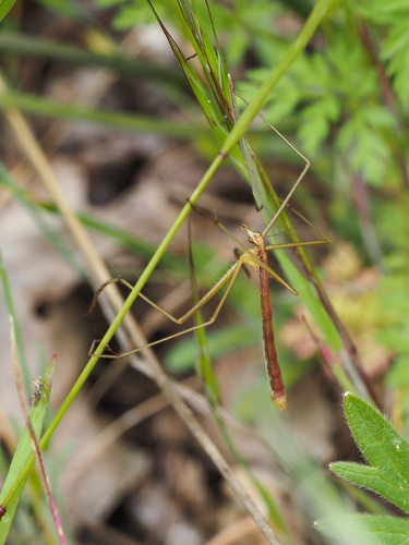 iNaturalist observation photo of Wingless Hangingfly