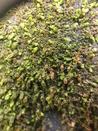 Frullania inflata