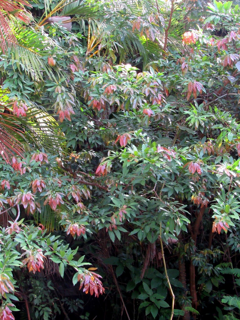 Zygia longifolia from Francisco Peralta, San José, Costa Rica on April