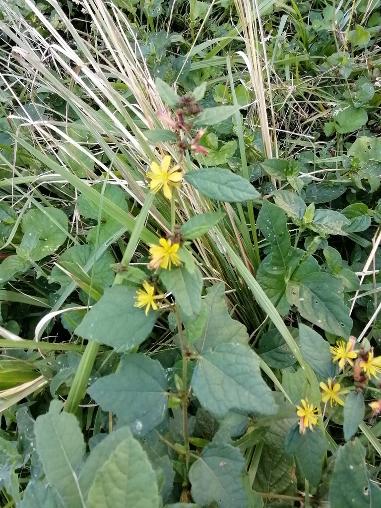 Chinese Bur from Bridgevale Park on May 2, 2022 at 04:26 PM by Muhammad ...