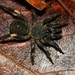 Primitive Spiders - Photo (c) Alan Yip, all rights reserved, uploaded by Alan Yip