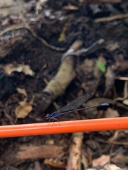 Argia oculata image