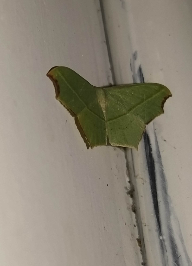 Cross-line Wave Moth from Moozhiyar Dam on April 30, 2022 at 11:18 PM ...