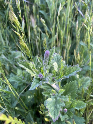 iNaturalist observation photo of western vervain