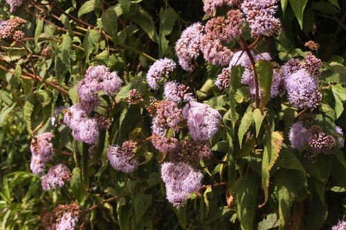 Aristeguietia gascae
