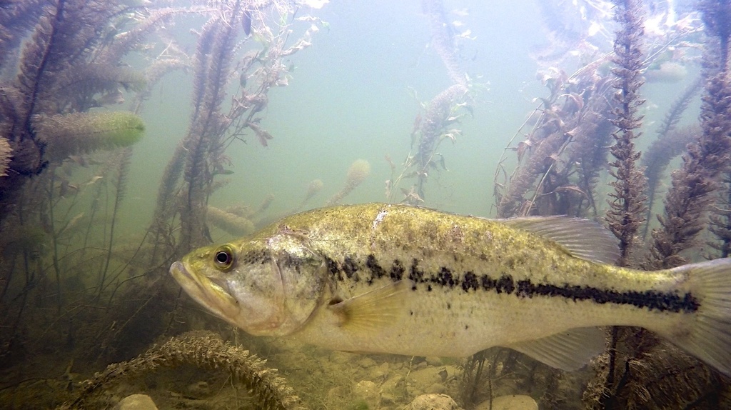 acuario de lobina negra