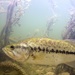 Micropterus nigricans - Photo (c) Kristiina Hurme, όλα τα δικαιώματα διατηρούνται, uploaded by Kristiina Hurme