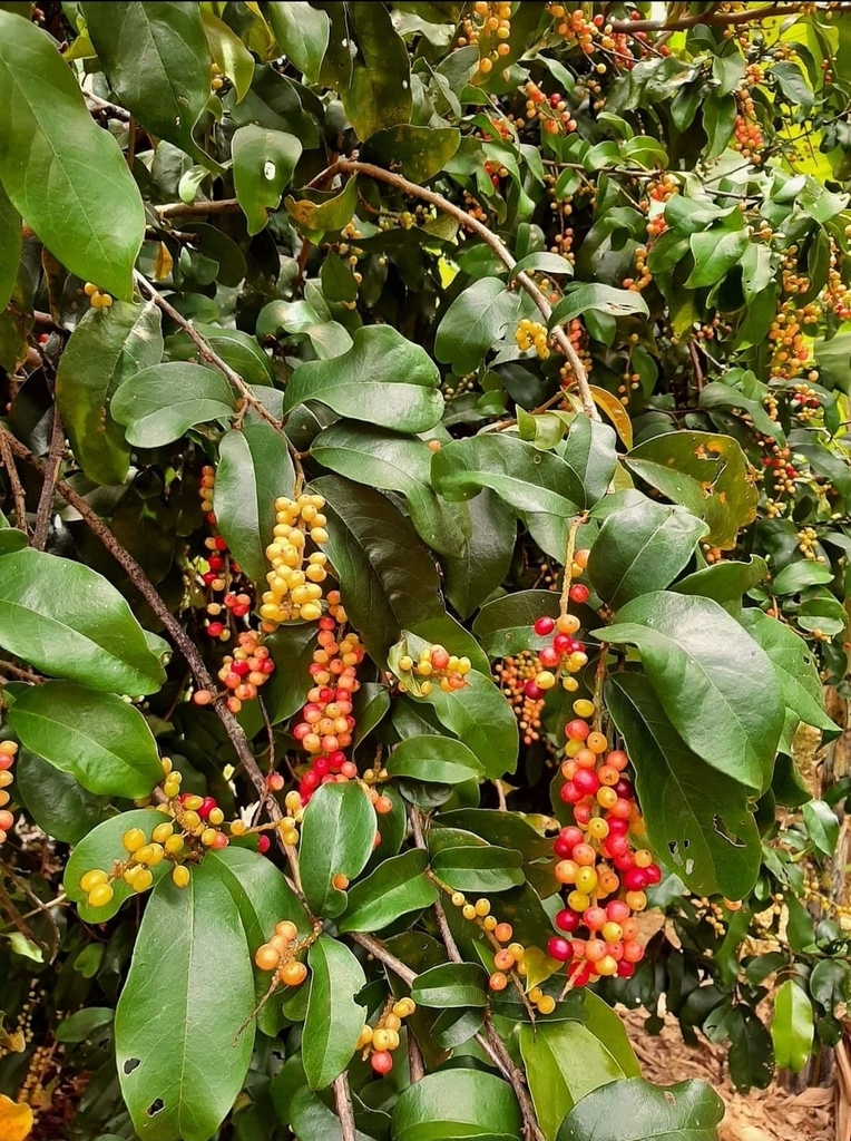 Antidesma puncticulatum (Antidesma puncticulatum)