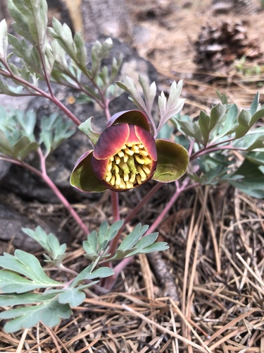 Paeonia brownii