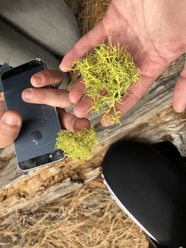 iNaturalist observation photo of Brown-eyed Wolf Lichen