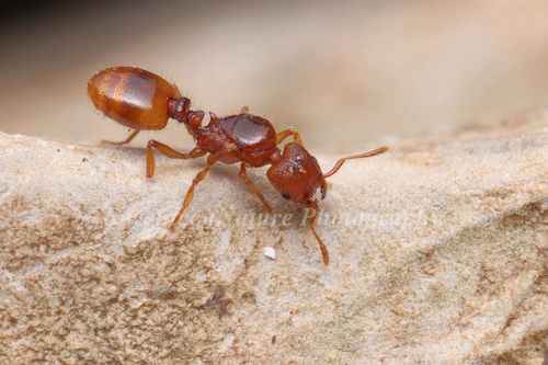 黄腹大头蚁Pheidole flavigaster