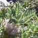 Astragalus nevadensis - Photo 由 Gloria L.G. 所上傳的 (c) Gloria L.G.，保留所有權利